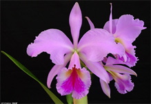 Cattleya Orchid