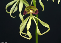 Encyclia Orchid Santa Barbara Orchid Estate