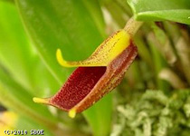 Masdevallia Orchid Santa Barbara Orchid Estate